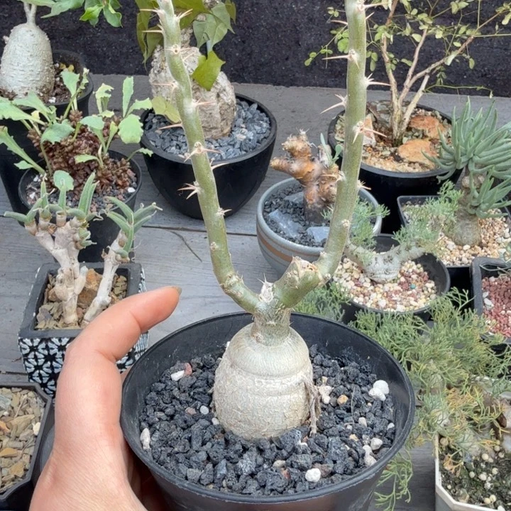 天马空(满28包邮)