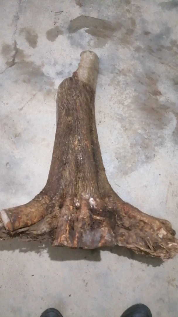 对节白蜡盆景素材.