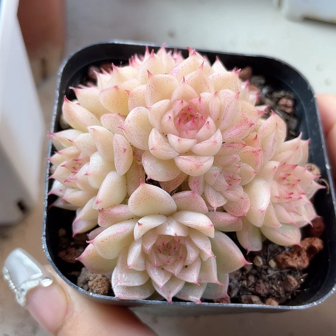 优选麦秆福利542