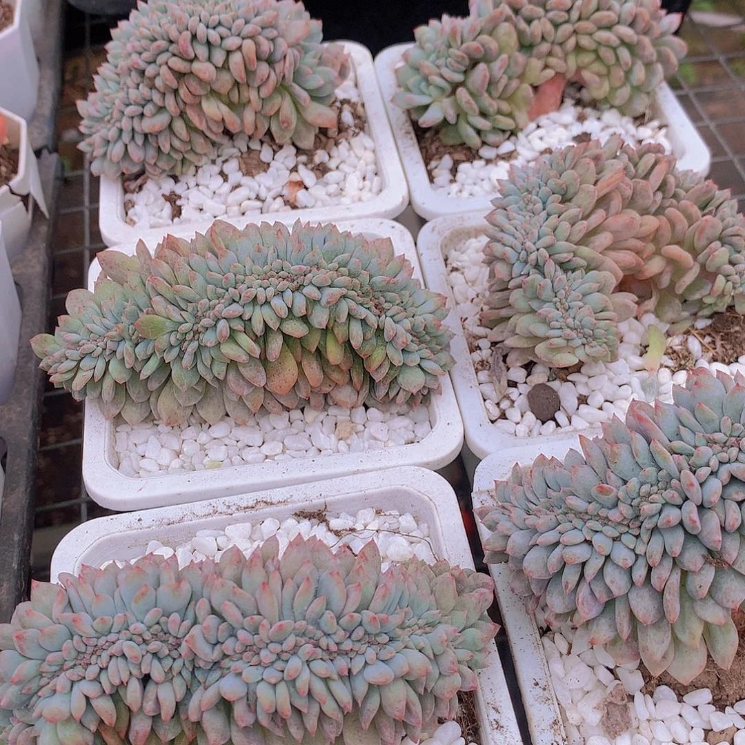 橙梦露缀化356789999000