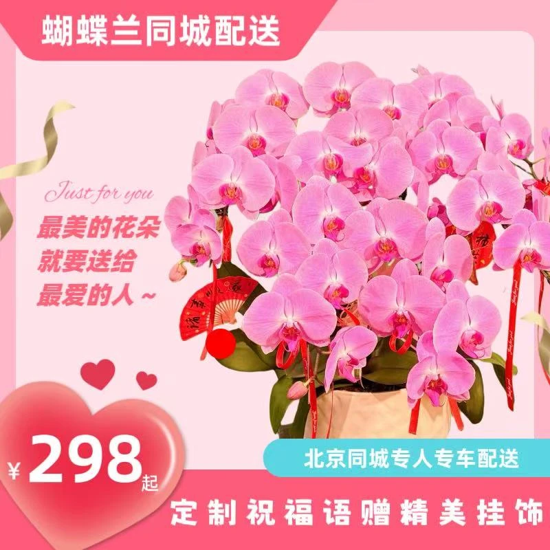 【冠领群芳 · 镇店之宝】粉冠军蝴蝶兰北京同城鲜花礼品年宵开业乔迁商务送礼