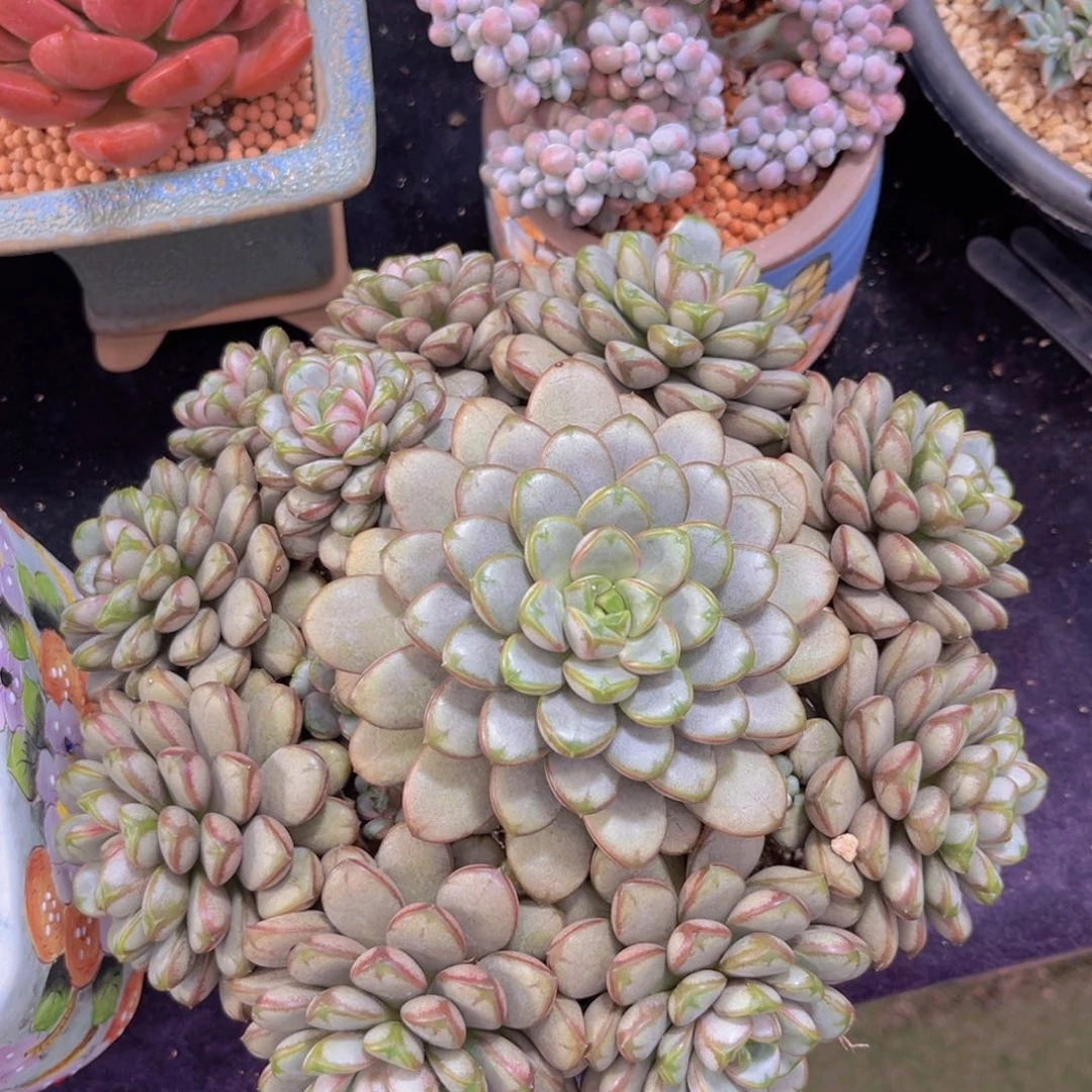 完全开放多肉植物葡萄