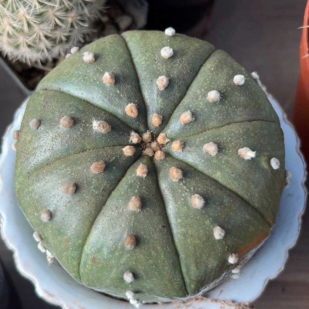 用***3零零落落 零零落落