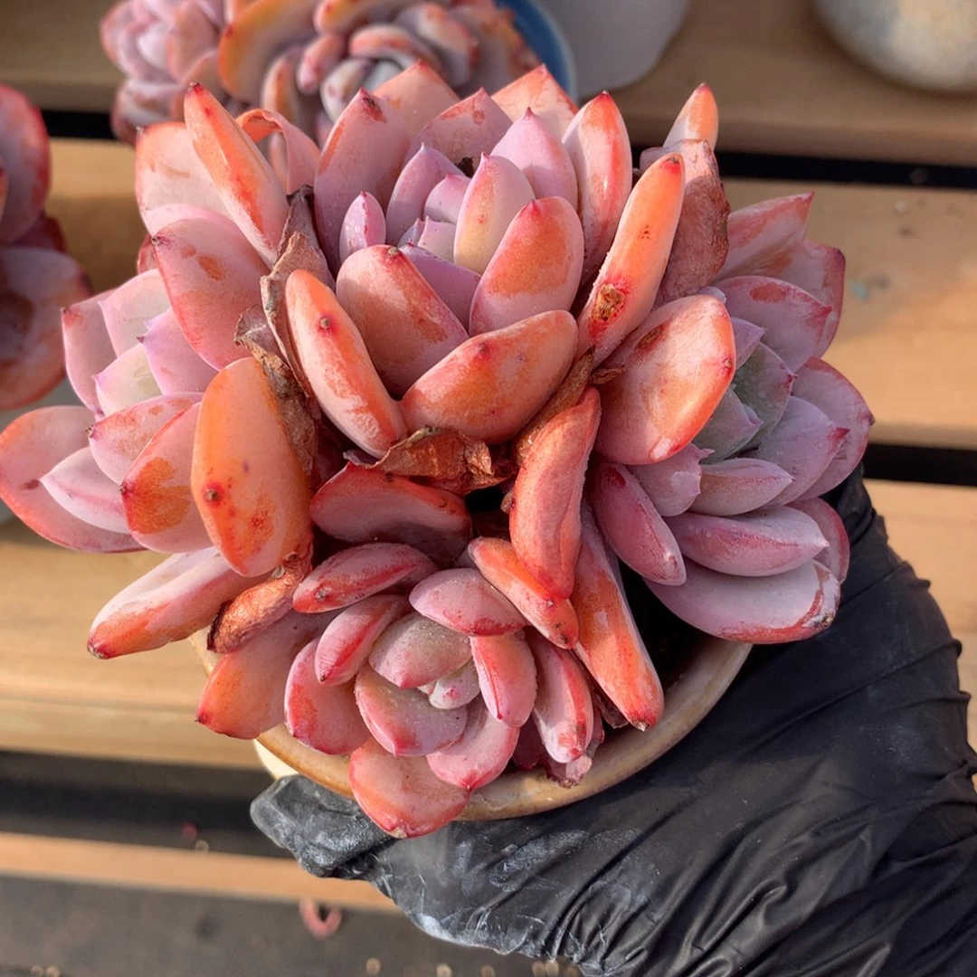 ?哈哈哈哈哈哈哈哈哈哈