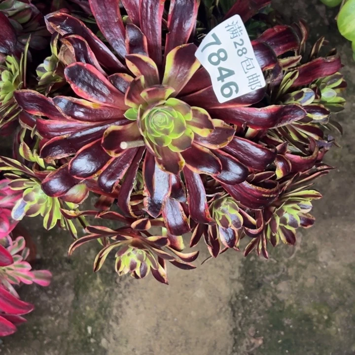 7846欧嘉莉多肉植物