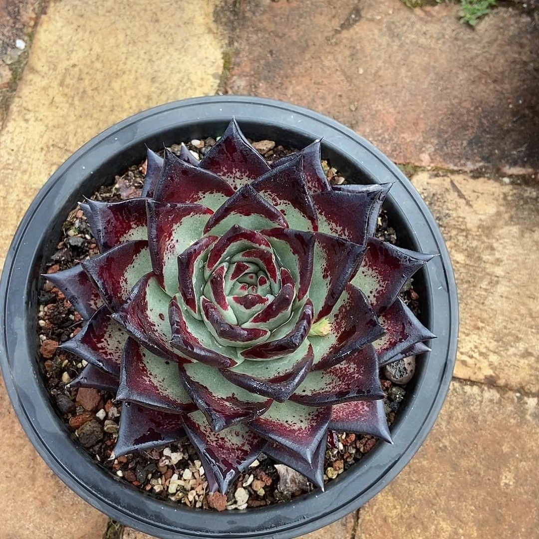 用***4福利特价美乌一颗