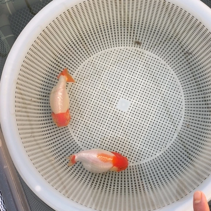 金鱼中原新隆观赏鱼