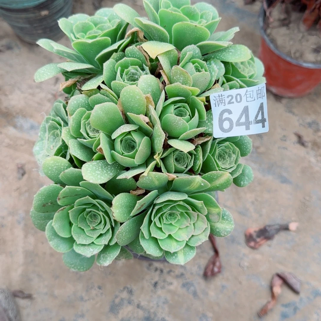 绿羊绒644满20包邮断枝不包