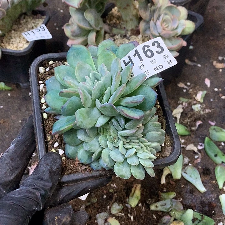 暴***豆泡芙缀化 非偏远38包邮 节后发联系客服