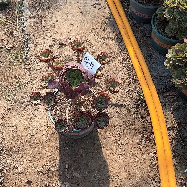 0281黑萝莉多肉植物