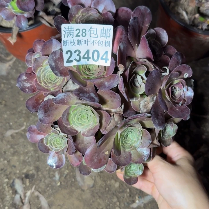 23404魅金玫瑰多肉植物