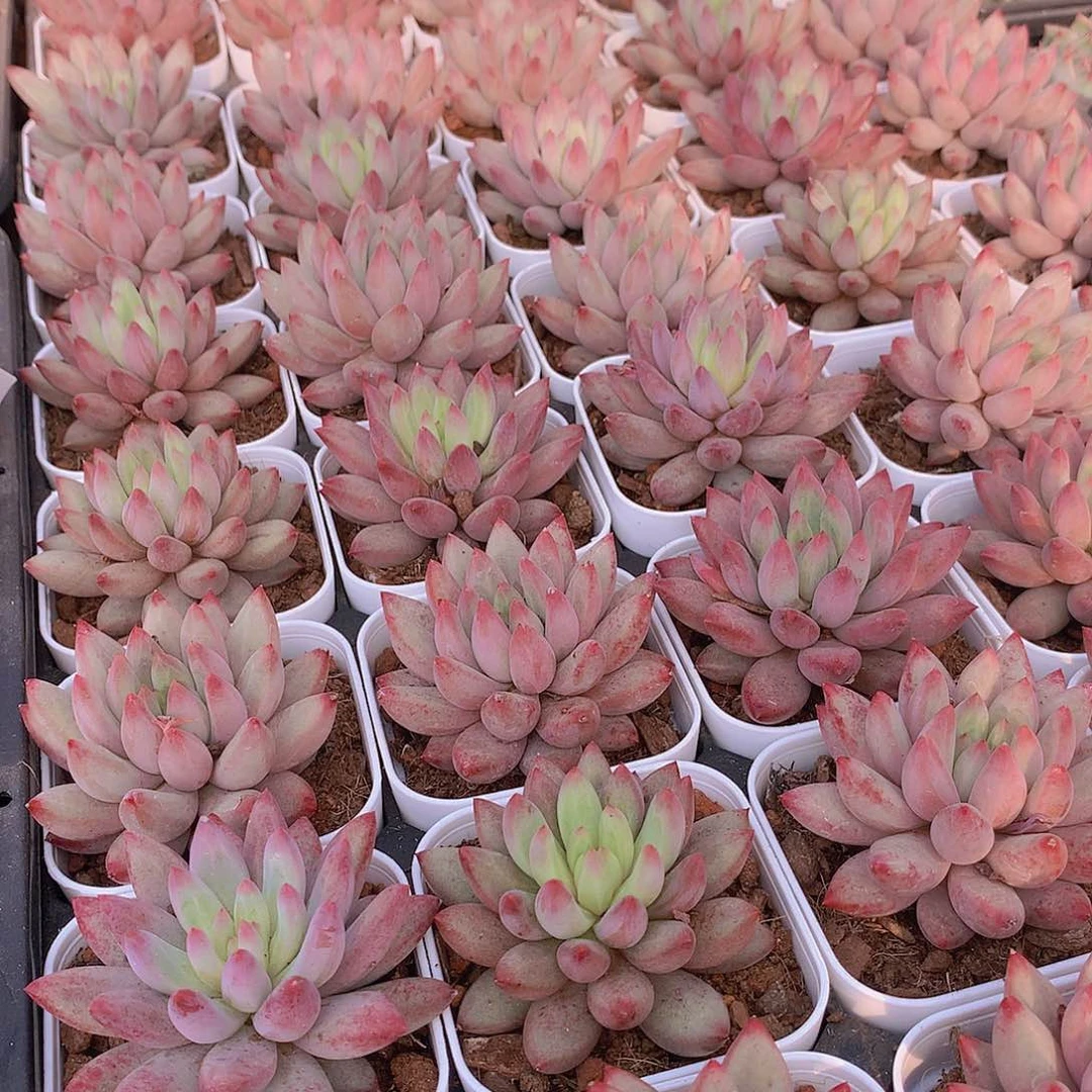 流沙体虞美人345677899000