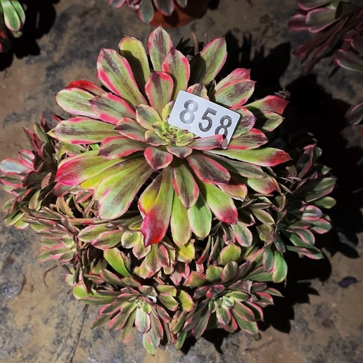 858糖果粉黛多肉植物处理不售后