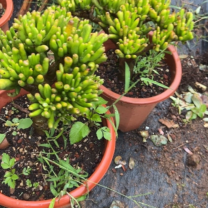 半***笑多肉植物实物直播实物21