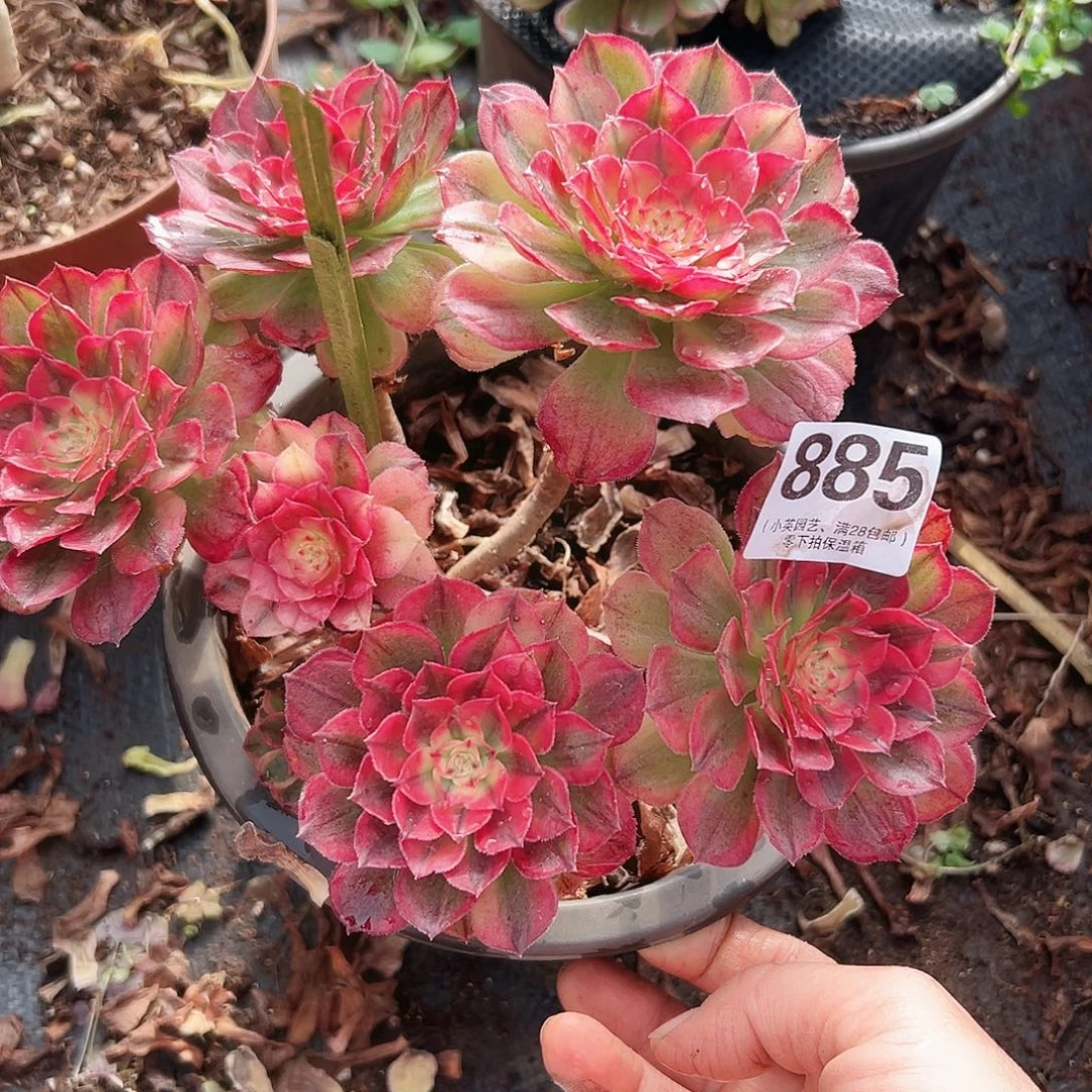 多肉植物885海神法师