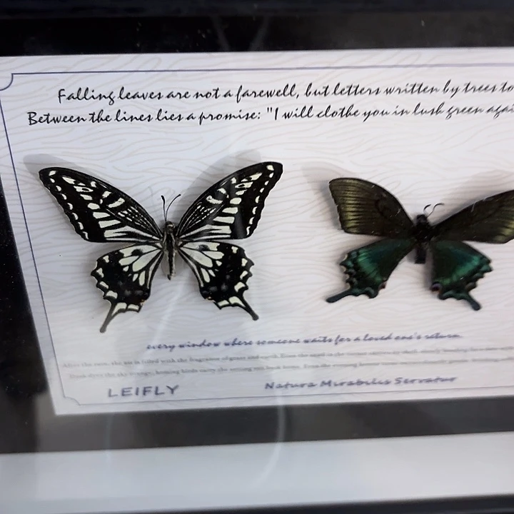 喵***丶蝴蝶标本定制258@