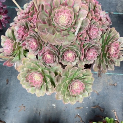 多肉植物莲花座锦。