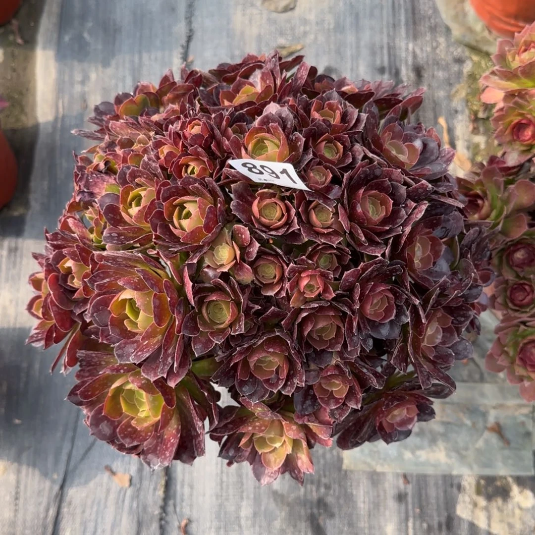 梦*891多肉植物荷兰