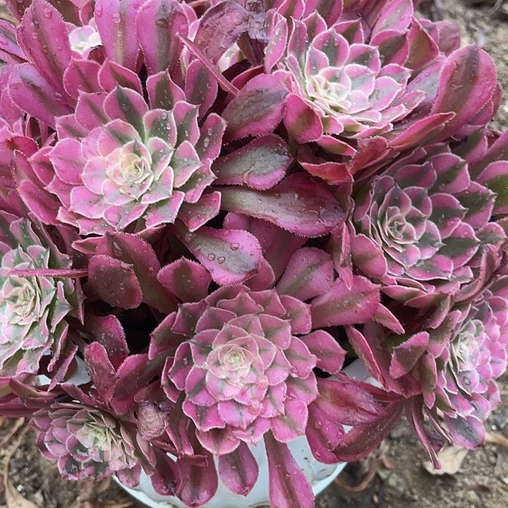 红铜超白脱土发货