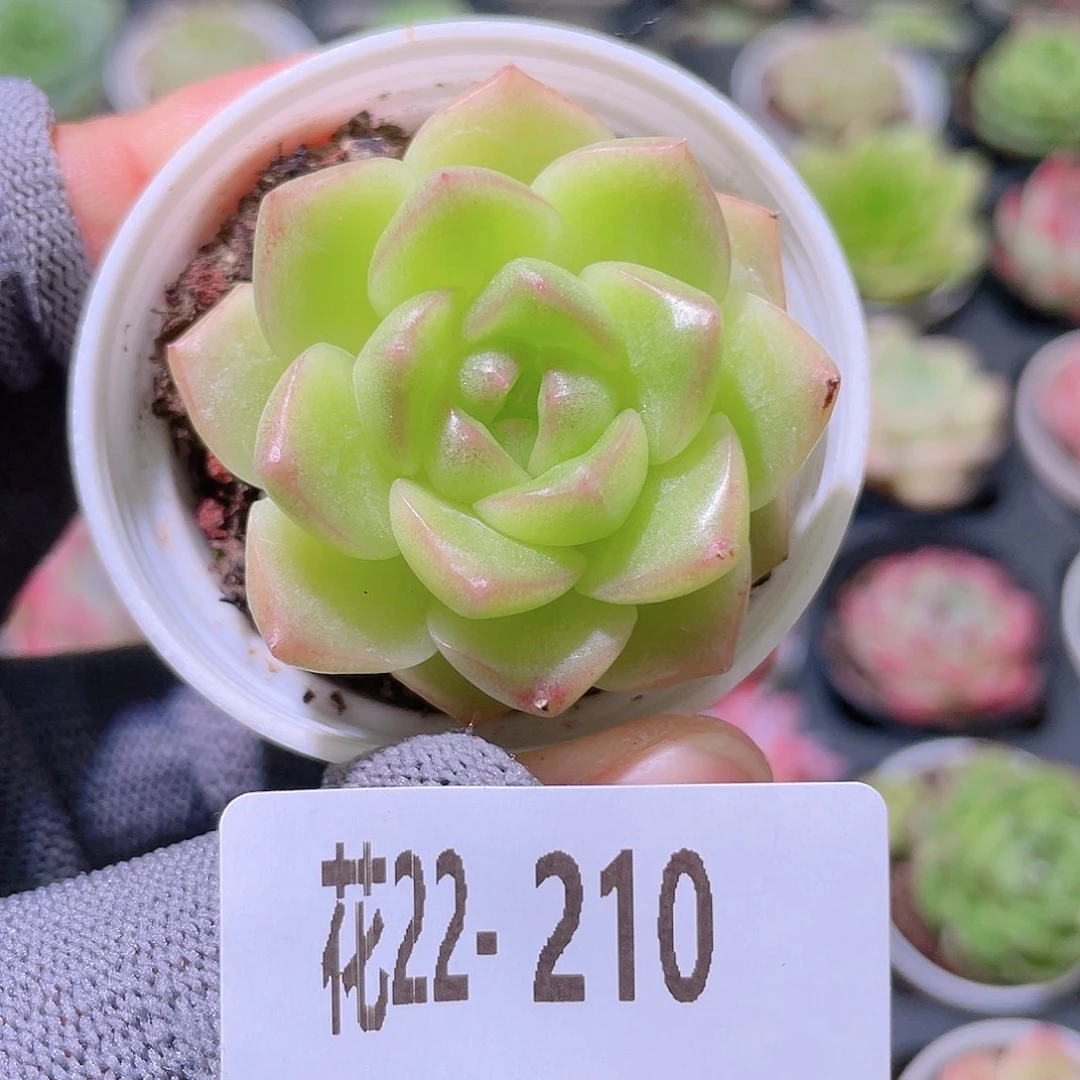 花利美22-210麦秆