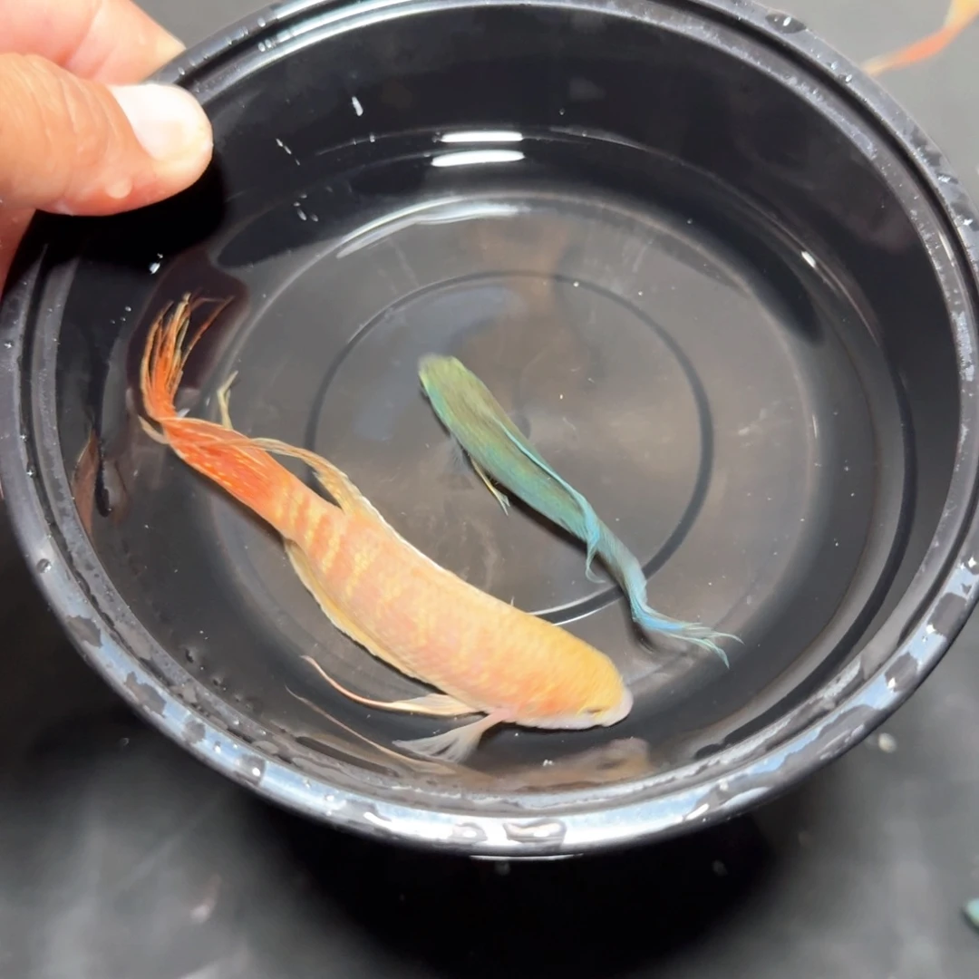 斗鱼直播间对图白兔47