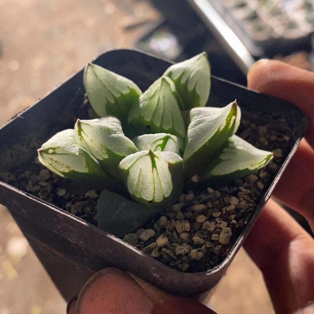 一颗冰城。 买二发三。 整点福利