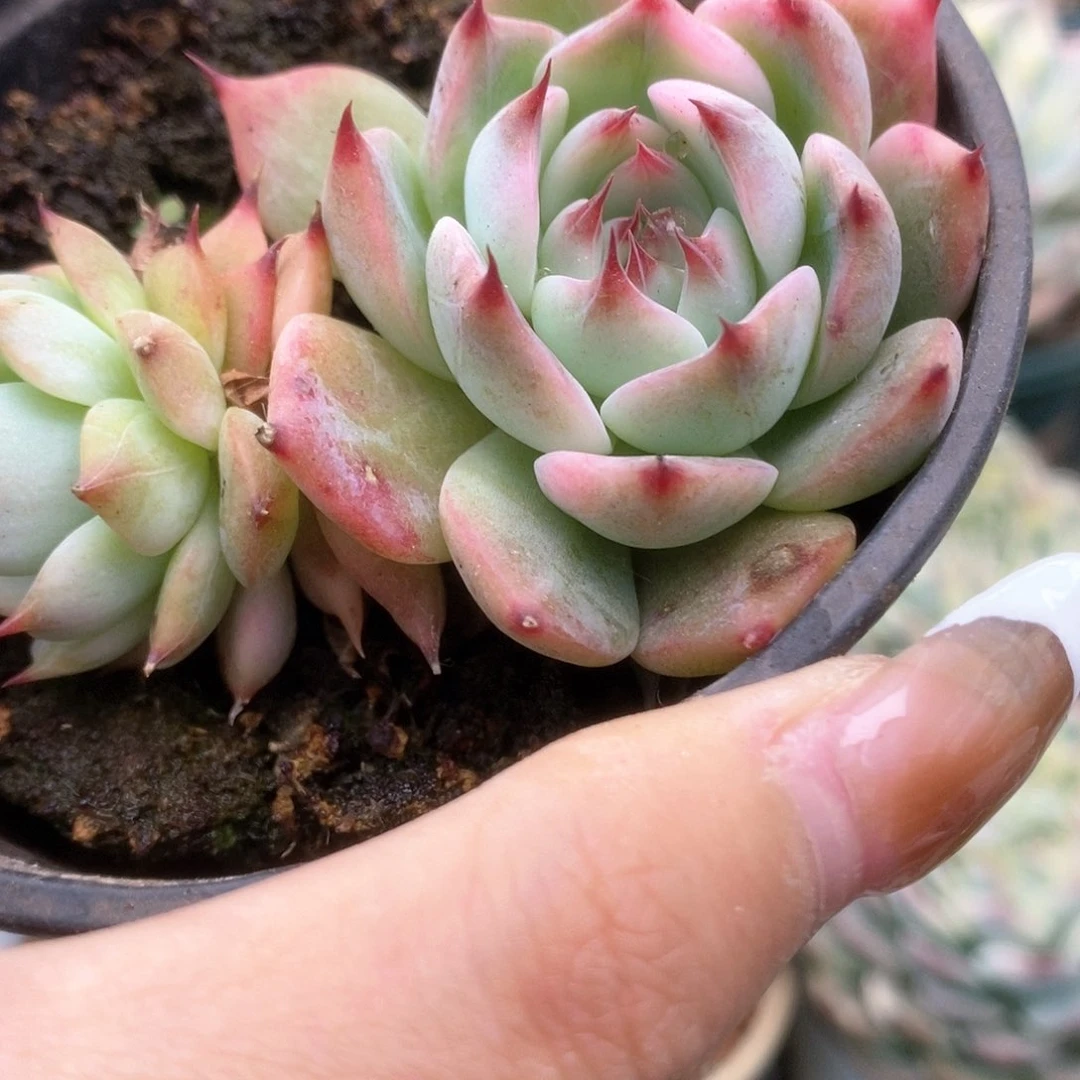 013锦锦锦锦锦锦锦