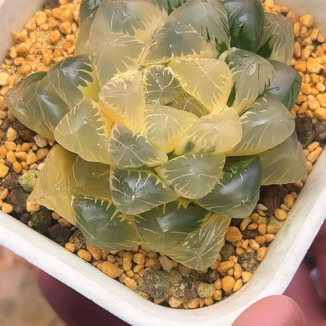 实生玉露完美糊斑大母本