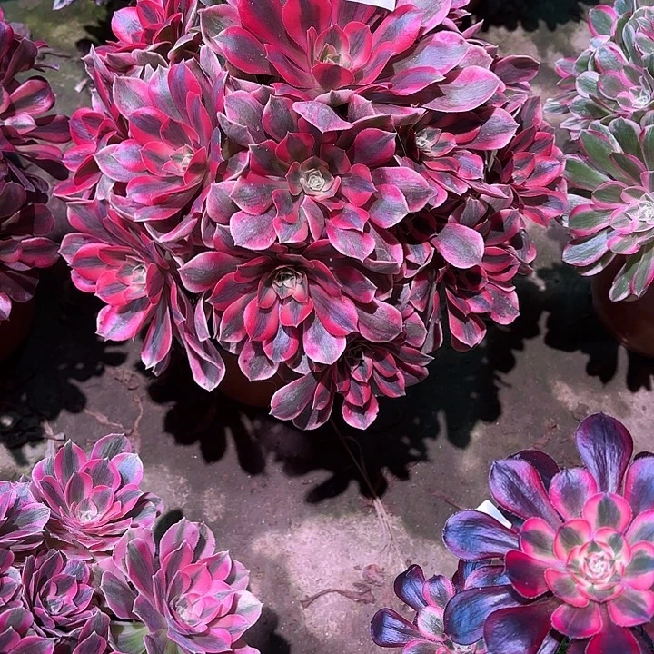 多肉植物女妖00687