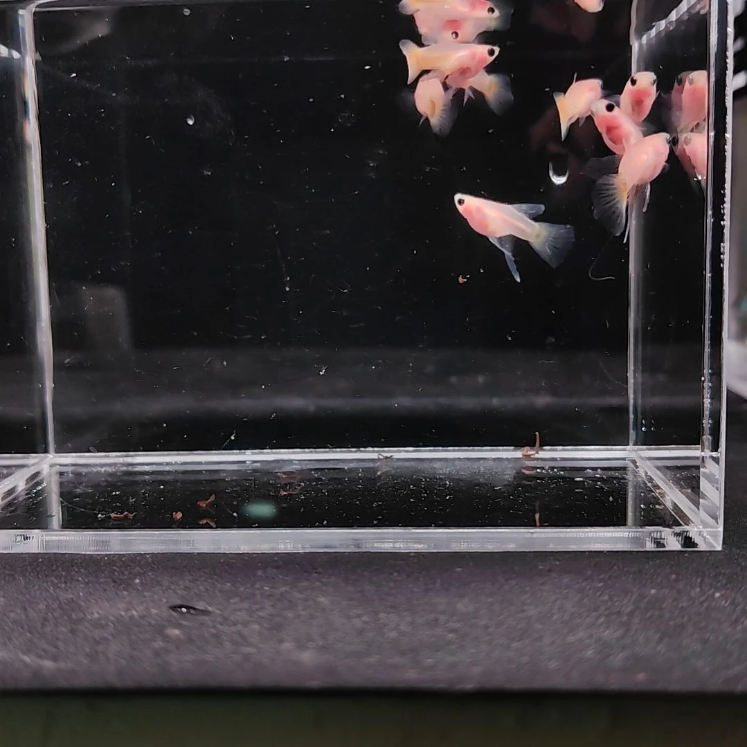 孔雀鱼编号38黄金C