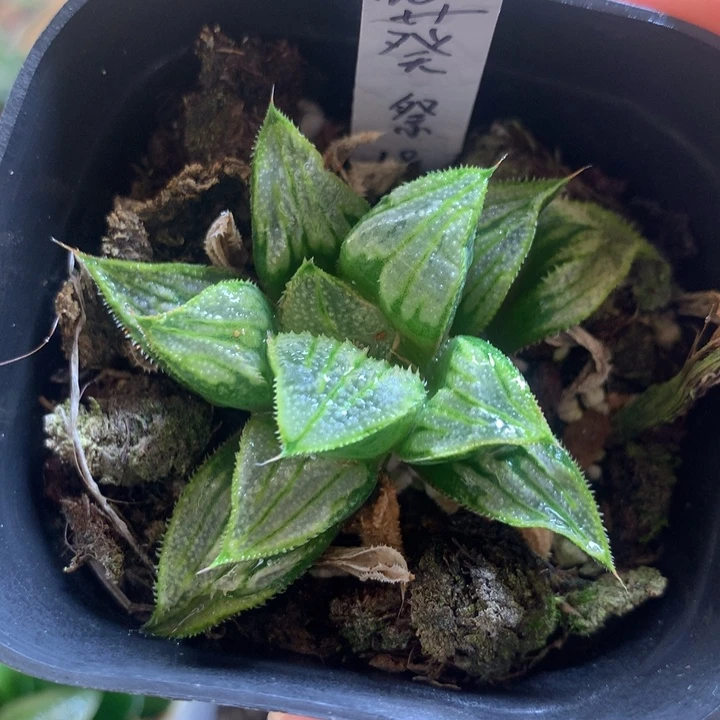 葵祭一物一拍带盆