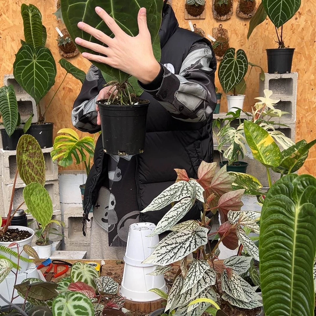 完全开放E08老桩花烛