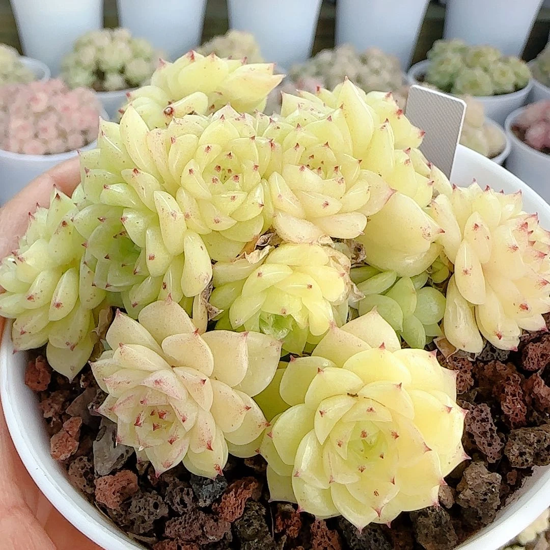 1211-108（ttp-49）优选