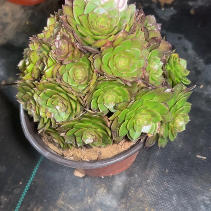 迷**己红魔270多肉法师一物一拍