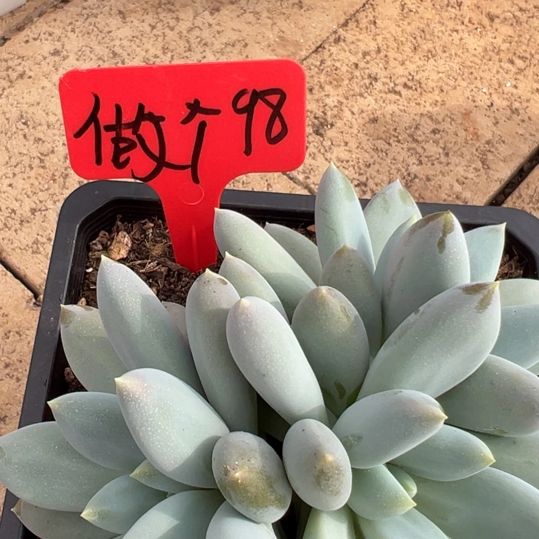 做***婆做个。98。