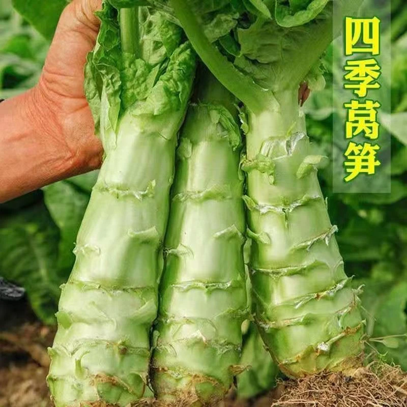 青皮四季莴笋种子青肉香莴苣种籽耐热耐寒春秋冬蔬菜种子大全