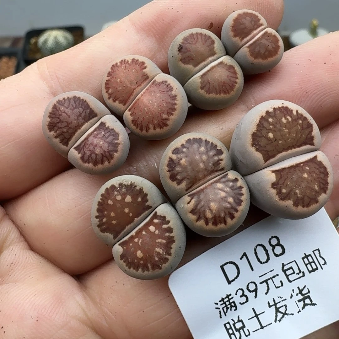 108多肉哈哈哈哈哈哈