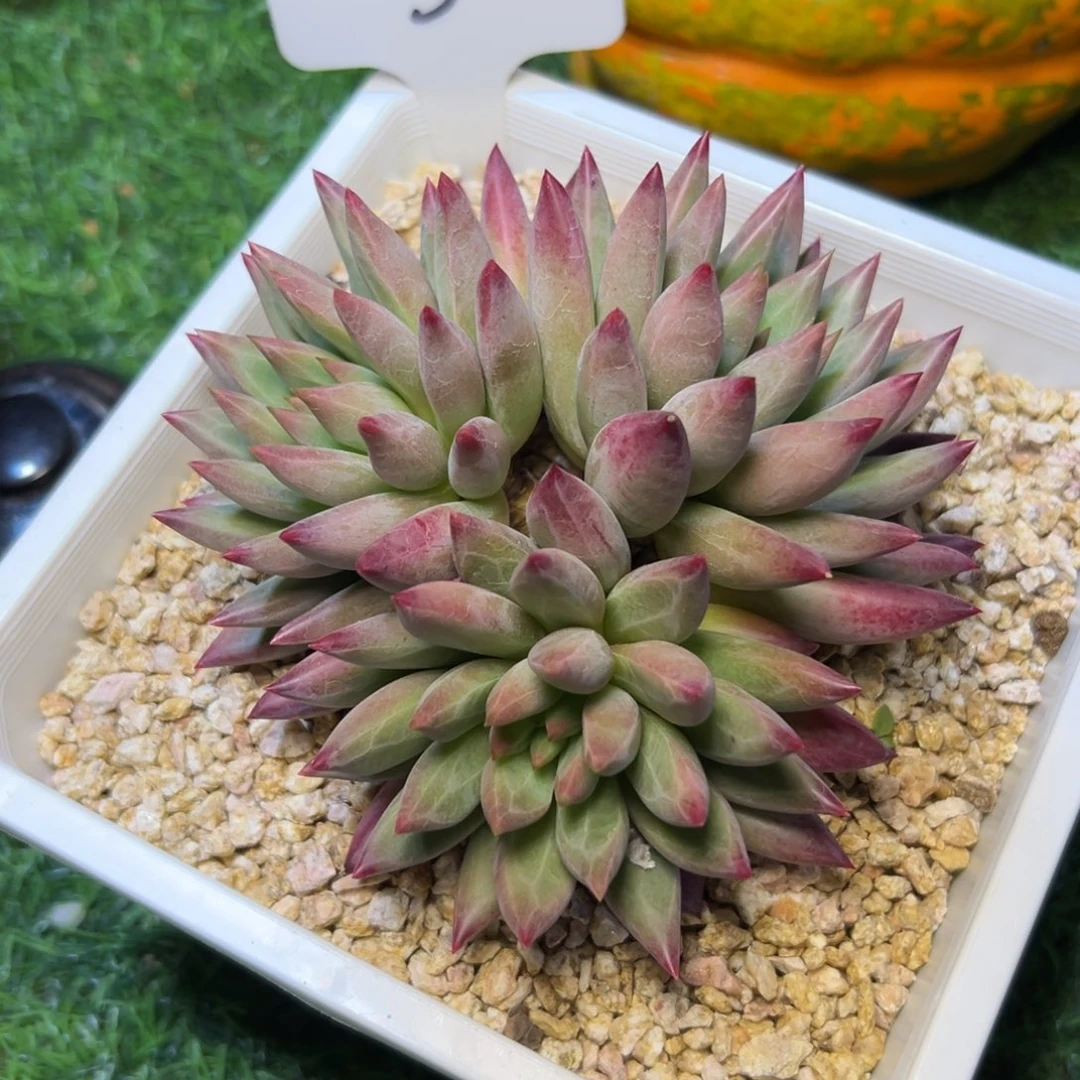 005……3头鱼……竞拍……