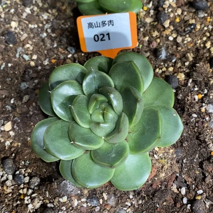D021- 直播福利 皮爱拉珍妮