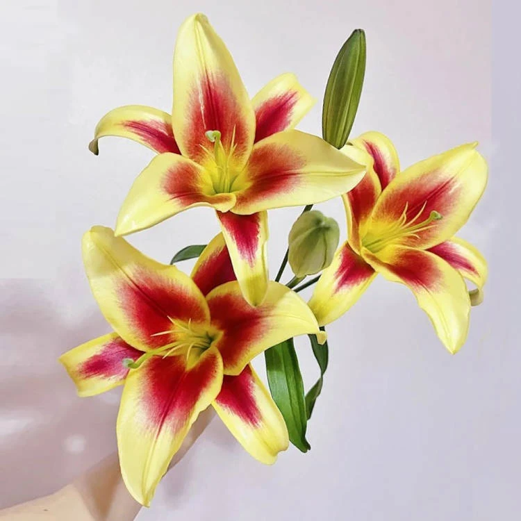 慎拍～非百合！补顺丰空运！鲜切花百合【阿晶专属