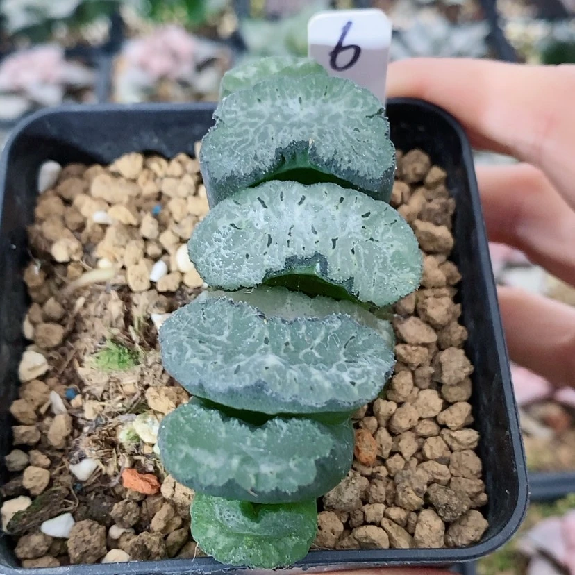 【闪购商品】6玉扇哈哈哈