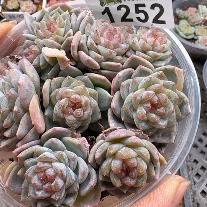 芸*多肉植物多肉植物