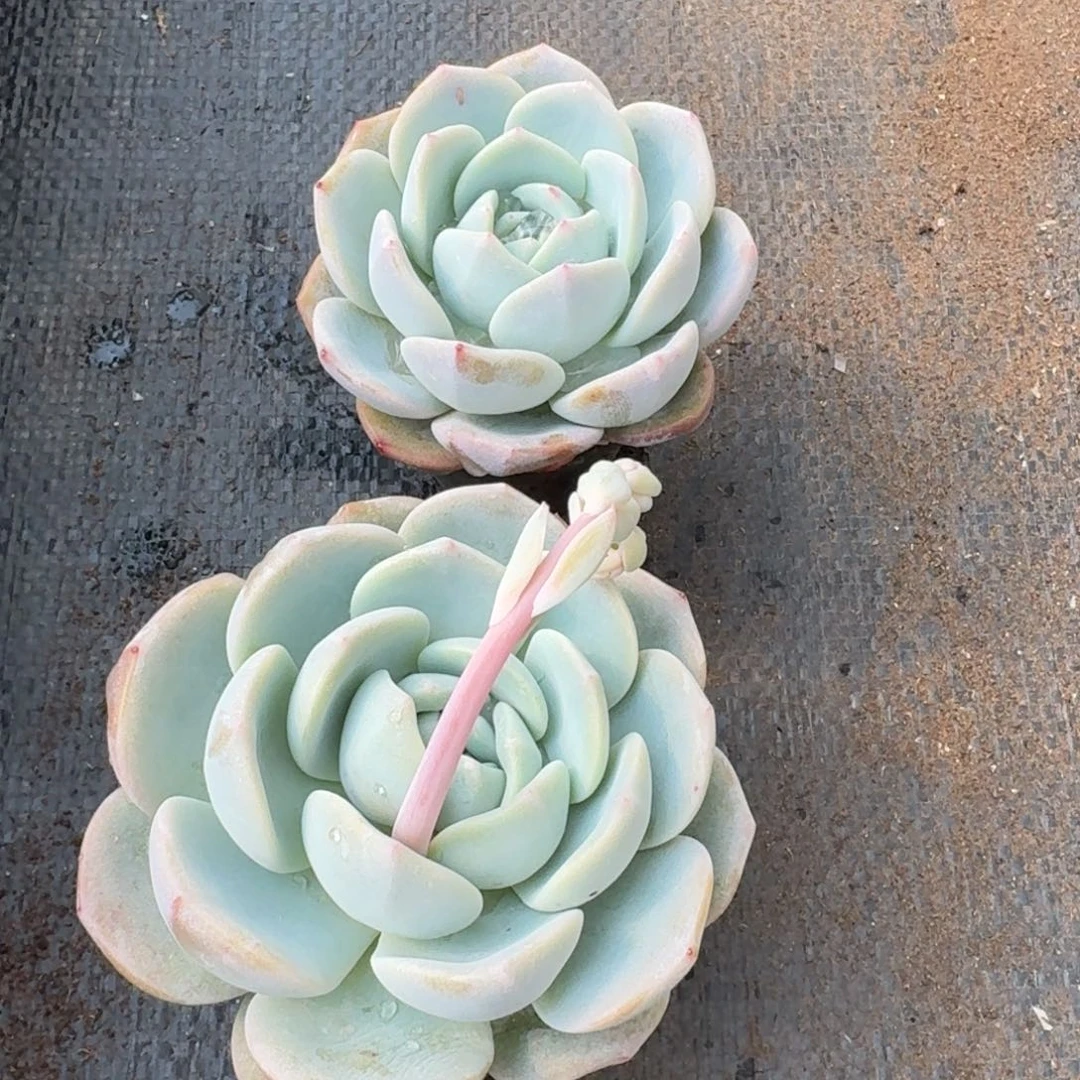 绿菜冰梦两颗量拍14-78