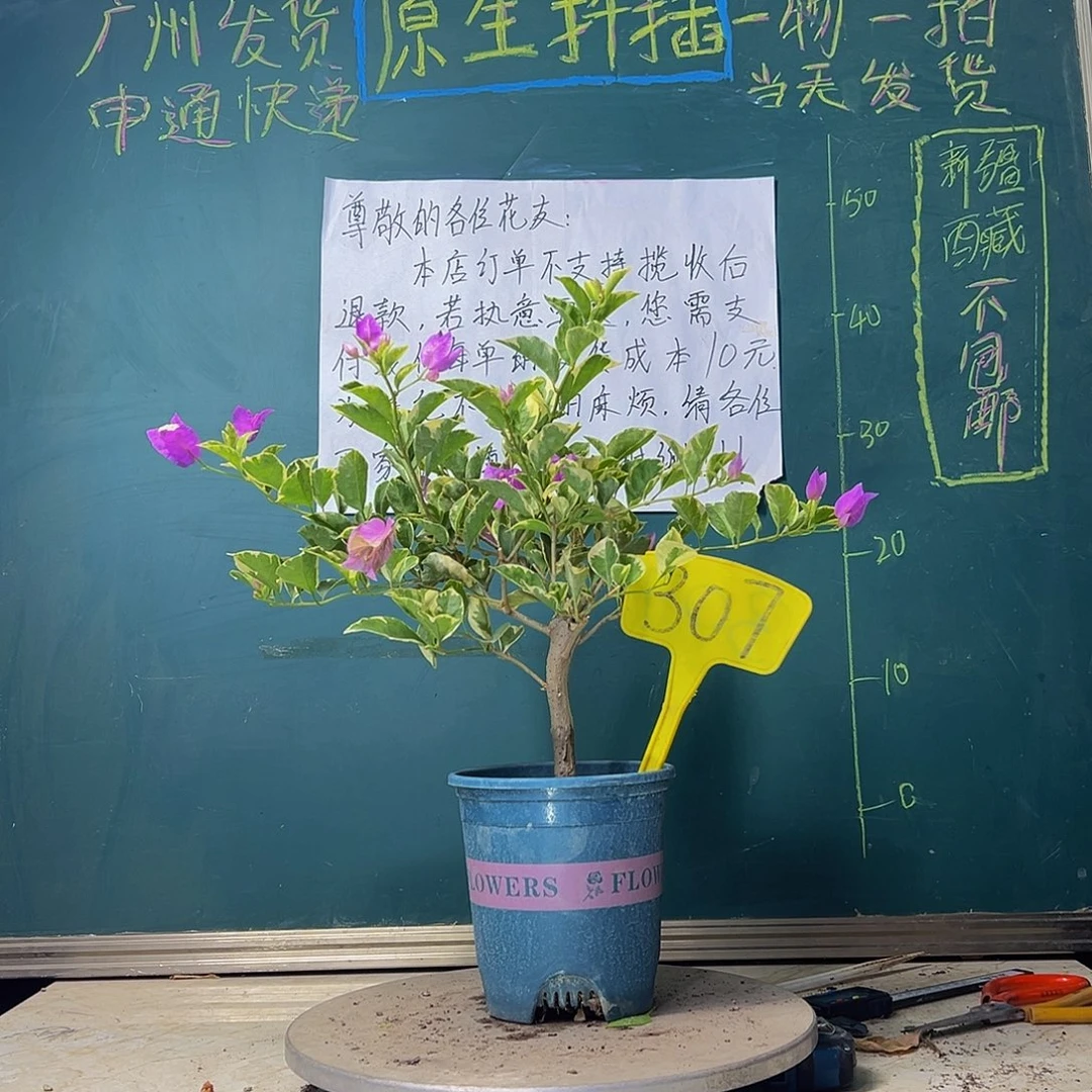 当前无花栽培后可以开花银边浅紫307
