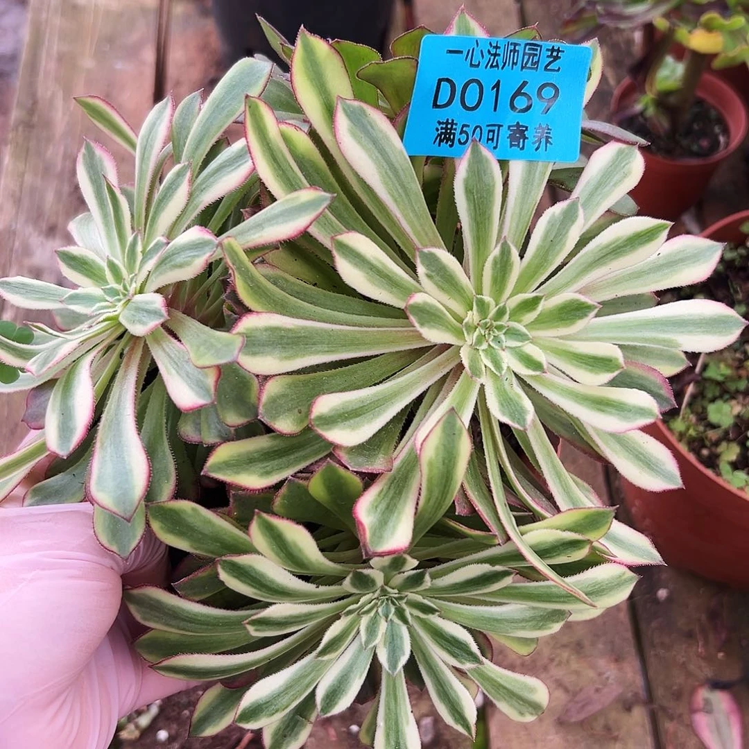 多肉植物多肉植物0169