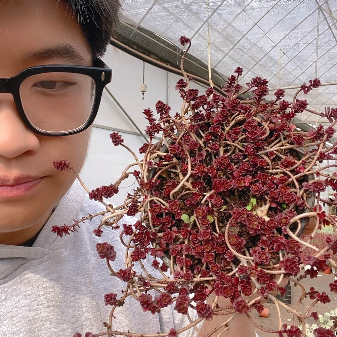 小球玫瑰带盆土特价