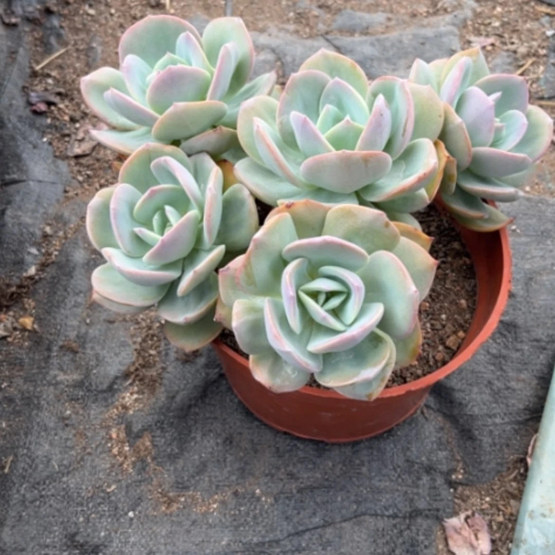 【闪购商品】C*.凤