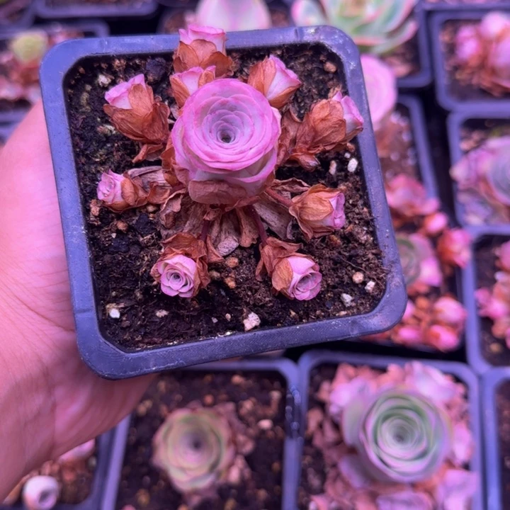 捧花11242454545442