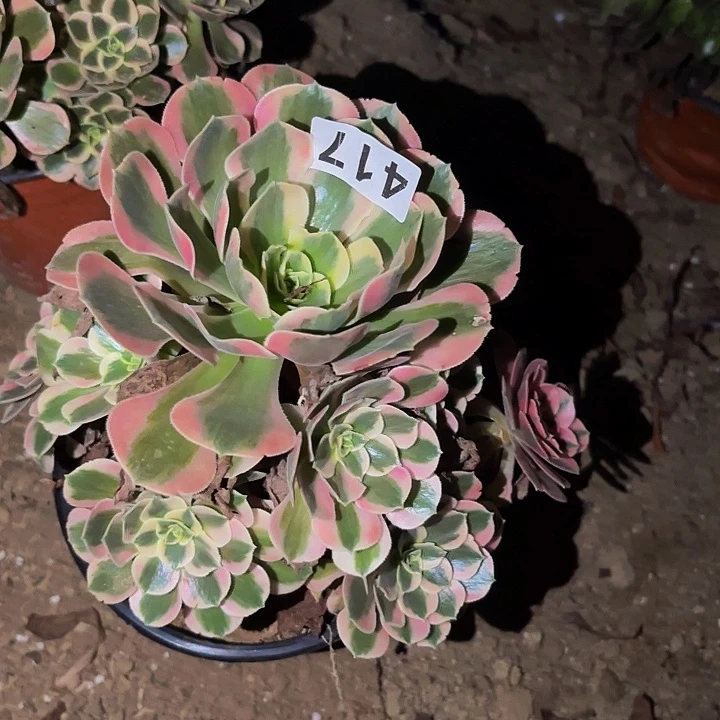 417女郎多肉植物不售后