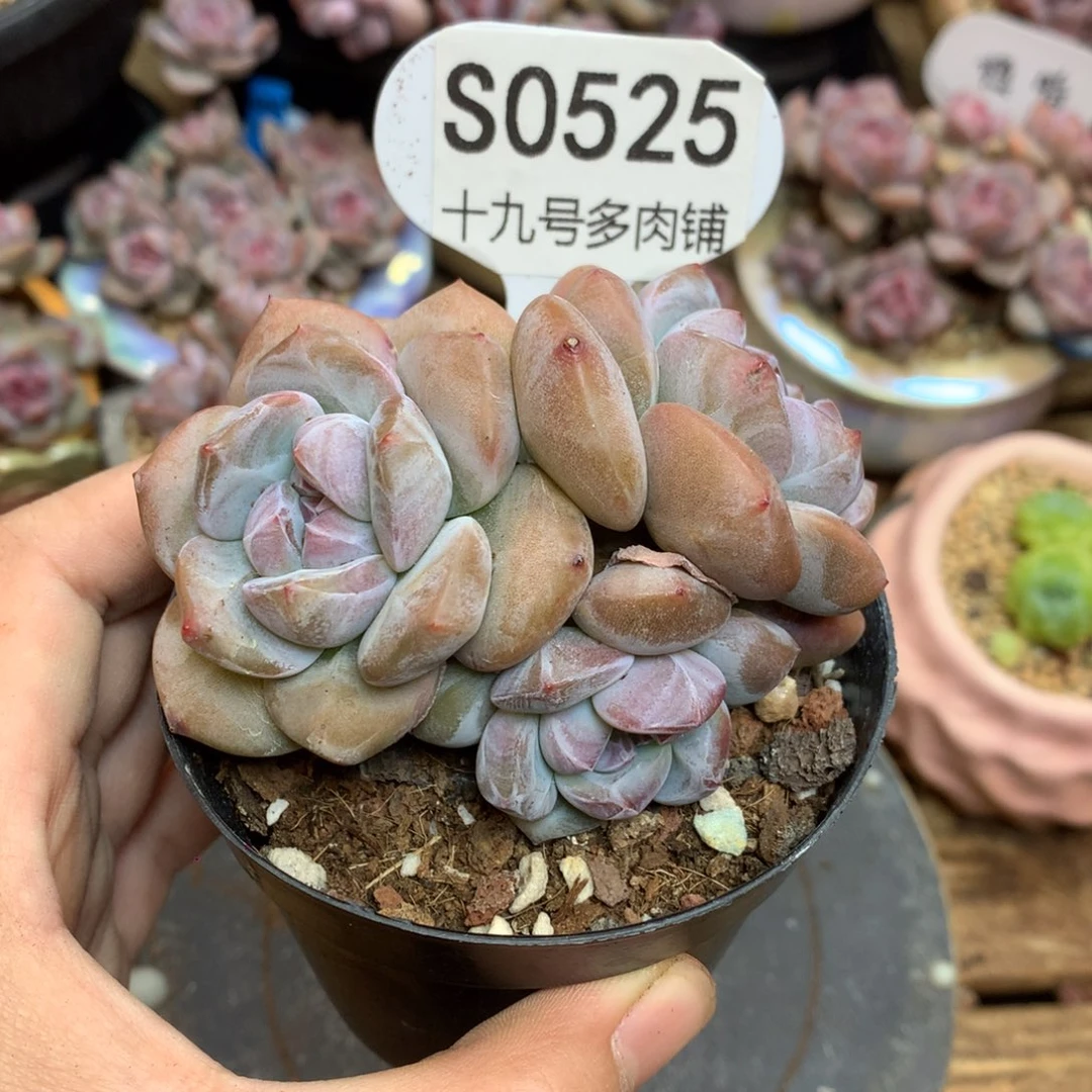 S0525 突尼斯 背景同款 福利